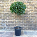  Alloro "Laurus Nobilis" Pianta Ad Alberello In Vaso 26 Cm H. 100/120 Cm