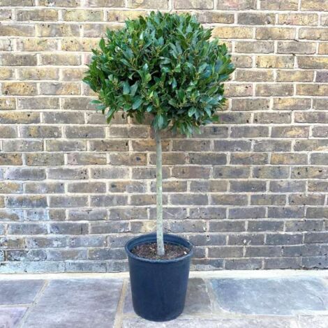  Alloro "Laurus Nobilis" Pianta Ad Alberello In Vaso 26 Cm H. 100/120 Cm