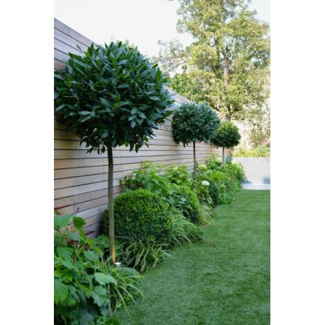  Alloro "Laurus Nobilis" Pianta Ad Alberello In Vaso 26 Cm H. 100/120 Cm