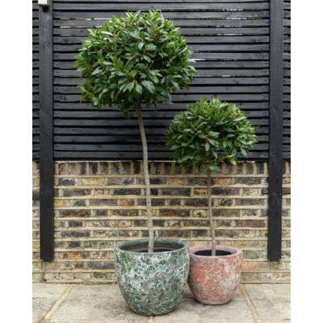  Alloro "Laurus Nobilis" Pianta Ad Alberello In Vaso 26 Cm H. 100/120 Cm