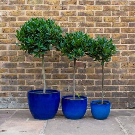  Alloro "Laurus Nobilis" Pianta Ad Alberello In Vaso 26 Cm H. 100/120 Cm
