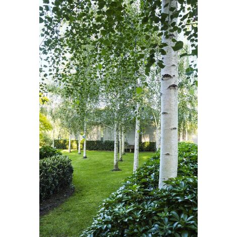  Betulla Bianca Alba "Betula Pendula" 3 Piante In Vaso H. 120/150 Cm