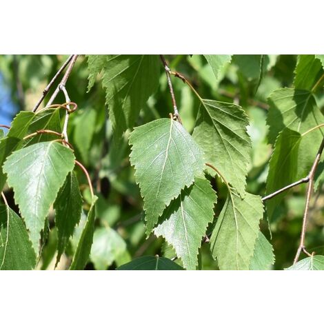  Betulla Bianca Alba "Betula Pendula" 3 Piante In Vaso H. 120/150 Cm