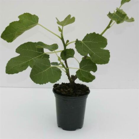  Fico "Ficus Carica Brown Turkey" Pianta In Vaso 12 Cm