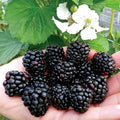  Mora "Rubus Fruticosus" Frutti Di Bosco Pianta In Vaso H. 60/80 Cm Con Canna