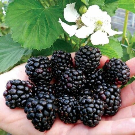  Mora "Rubus Fruticosus" Frutti Di Bosco Pianta In Vaso H. 60/80 Cm Con Canna