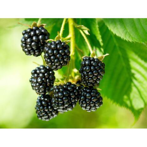  Mora "Rubus Fruticosus" Frutti Di Bosco Pianta In Vaso H. 60/80 Cm Con Canna