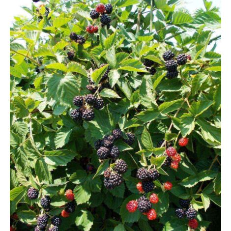  Mora "Rubus Fruticosus" Frutti Di Bosco Pianta In Vaso H. 60/80 Cm Con Canna