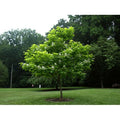  Catalpa Bignonioides "Albero Dei Sigari" Pianta In Vaso H. 100/140 Cm