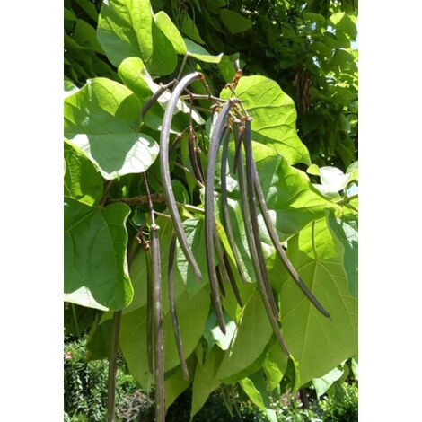  Catalpa Bignonioides "Albero Dei Sigari" Pianta In Vaso H. 100/140 Cm