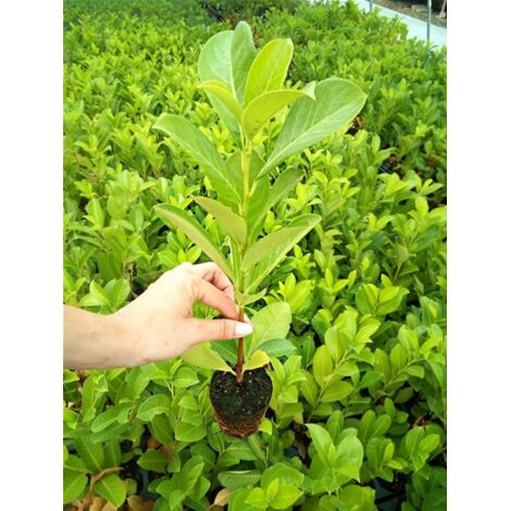  Lauroceraso "Prunus Laurocerasus" Pianta In Vaso Biodegradabile
