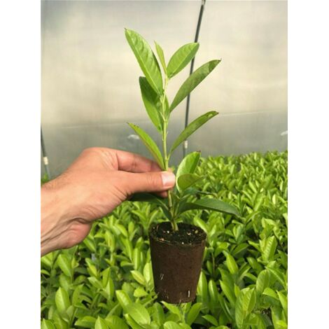  Lauroceraso "Prunus Laurocerasus" Pianta In Vaso Biodegradabile