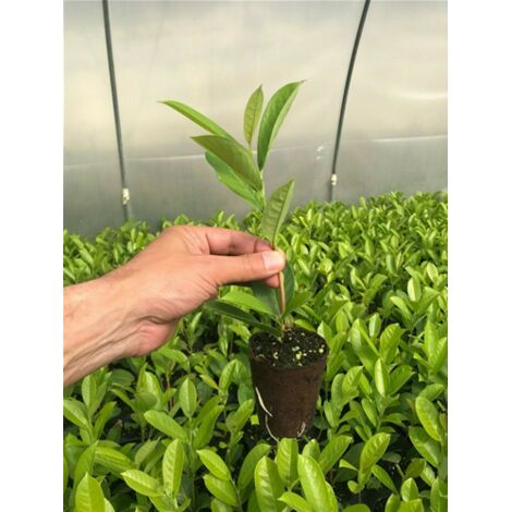  Lauroceraso "Prunus Laurocerasus" Pianta In Vaso Biodegradabile