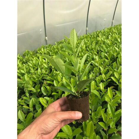  Lauroceraso "Prunus Laurocerasus" Pianta In Vaso Biodegradabile