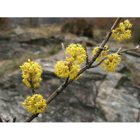  Corniolo "Cornus Mas" Pianta In Vaso 14 Cm H. 40/60 Cm