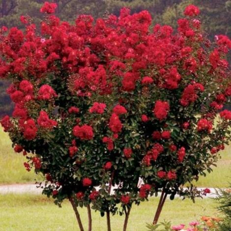  Lagerstroemia Indica Rossa "Dynamite" Pianta In Vaso 13 Cm