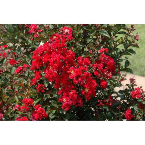  Lagerstroemia Indica Rossa "Dynamite" Pianta In Vaso 13 Cm