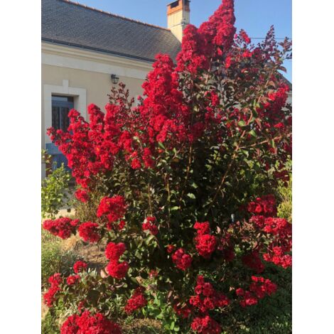  Lagerstroemia Indica Rossa "Dynamite" Pianta In Vaso 13 Cm