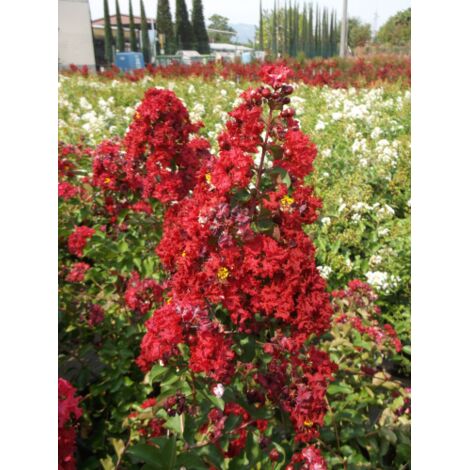  Lagerstroemia Indica Rossa "Dynamite" Pianta In Vaso 13 Cm