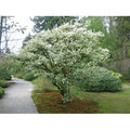  Osmanto "Osmanthus X Burkwoodii" Pianta Da Siepe In Vaso 11 Cm