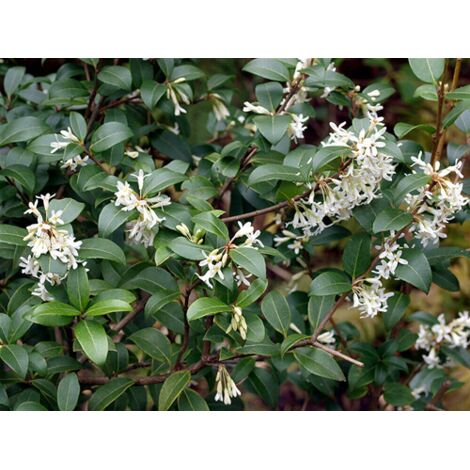  Osmanto "Osmanthus X Burkwoodii" Pianta Da Siepe In Vaso 11 Cm