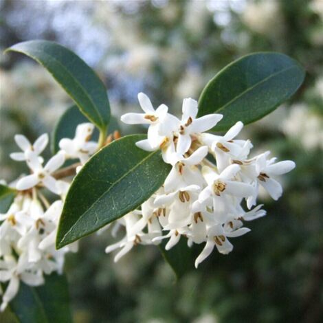  Osmanto "Osmanthus X Burkwoodii" Pianta Da Siepe In Vaso 11 Cm
