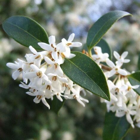  Osmanto "Osmanthus X Burkwoodii" Pianta Da Siepe In Vaso 11 Cm