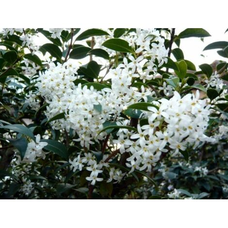  Osmanto "Osmanthus X Burkwoodii" Pianta Da Siepe In Vaso 11 Cm