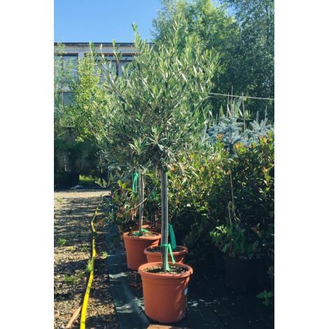  Ulivo Olivo Olea Europea In Vaso 10 Litri FOTO REALI
