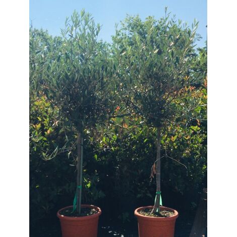  Ulivo Olivo Olea Europea In Vaso 10 Litri FOTO REALI