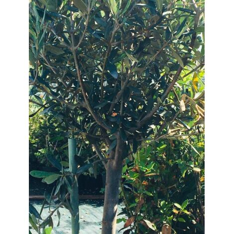  Ulivo Olivo Olea Europea In Vaso 10 Litri FOTO REALI