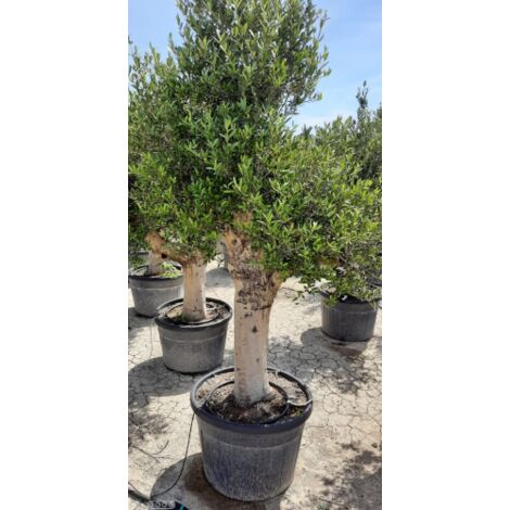  Ulivo Olivo "Olea Europea" Bonsai In Vaso 130 L Circ. Tronco 60/70 Cm FOTO REALI