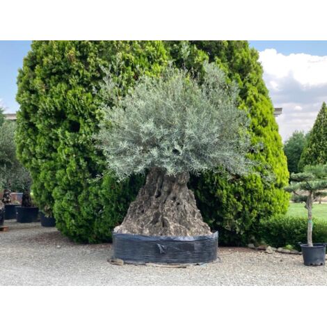  Ulivo Olivo "Olea Europea" Bonsai Secolare Circ. Tronco 275/300 Cm FOTO REALI