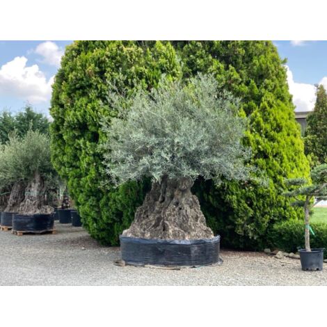  Ulivo Olivo "Olea Europea" Bonsai Secolare Circ. Tronco 275/300 Cm FOTO REALI