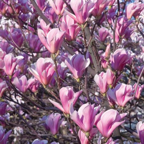  Magnolia Giapponese "Magnolia Soulangeana Heaven Scent" Pianta In Vaso 16 Cm H. 60/80 Cm