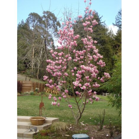  Magnolia Giapponese "Magnolia Soulangeana Heaven Scent" Pianta In Vaso 16 Cm H. 60/80 Cm