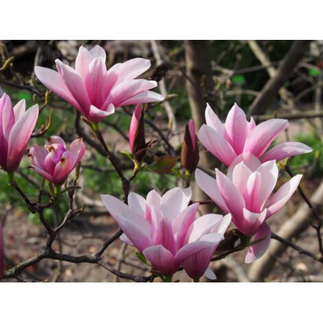  Magnolia Giapponese "Magnolia Soulangeana Heaven Scent" Pianta In Vaso 16 Cm H. 60/80 Cm