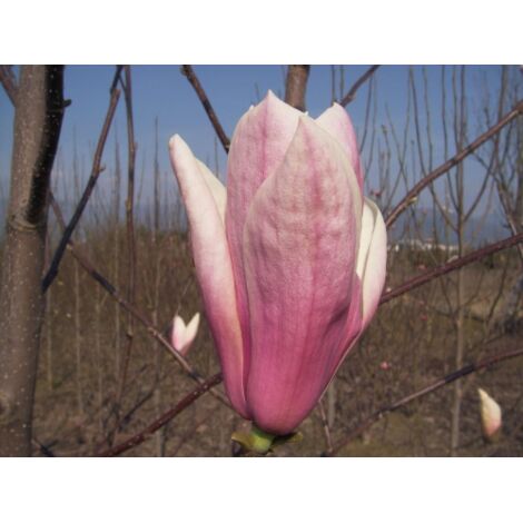  Magnolia Giapponese "Magnolia Soulangeana Heaven Scent" Pianta In Vaso 16 Cm H. 60/80 Cm