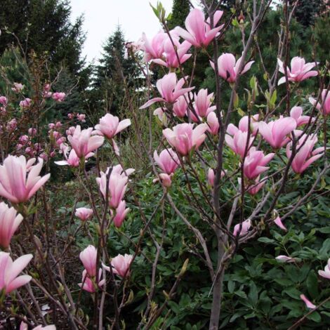  Magnolia Giapponese "Magnolia Soulangeana Heaven Scent" Pianta In Vaso 16 Cm H. 60/80 Cm