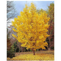  Ginkgo Biloba Pianta In Vaso 9 Cm