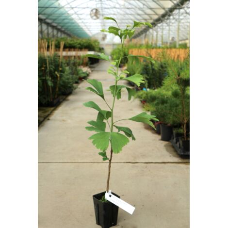  Ginkgo Biloba Pianta In Vaso 9 Cm