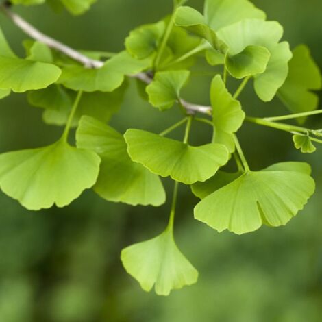  Ginkgo Biloba Pianta In Vaso 9 Cm