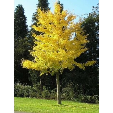  Ginkgo Biloba Pianta In Vaso 9 Cm