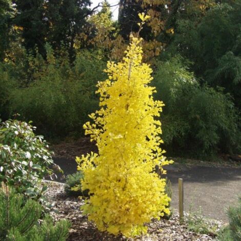  Ginkgo Biloba Pianta In Vaso 9 Cm