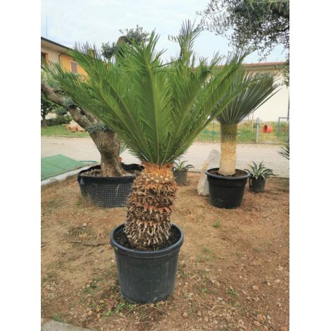  Cicas "Cycas Revoluta" Palma Pianta In Vaso 19 Cm