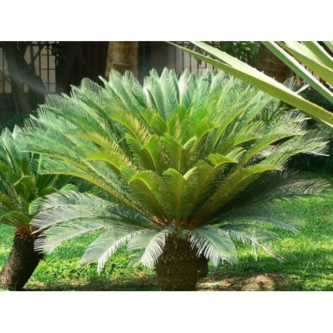  Cicas "Cycas Revoluta" Palma Pianta In Vaso 19 Cm