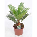  Cicas "Cycas Revoluta" Palma Pianta In Vaso 14 Cm