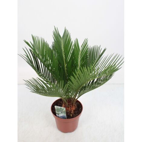  Cicas "Cycas Revoluta" Palma Pianta In Vaso 14 Cm