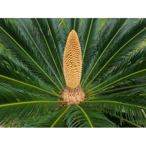  Cicas "Cycas Revoluta" Palma Pianta In Vaso 30 Cm