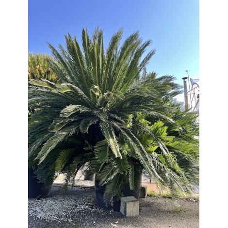  Cicas "Cycas Revoluta" Palma Pianta In Vaso 40 Cm